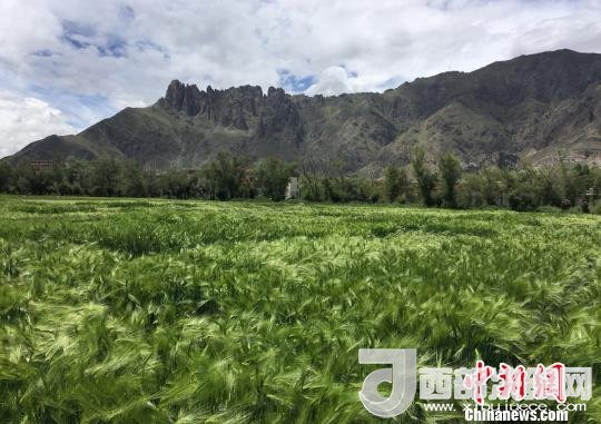 2017年西藏青稞總產(chǎn)量達(dá)到79萬噸，占糧食總產(chǎn)量的77%。圖為西藏青稞。　王玉林 攝