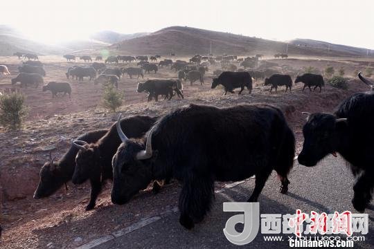 西藏每年存欄約420萬頭牦牛，牦牛產(chǎn)業(yè)發(fā)展是推動(dòng)西藏畜牧業(yè)可持續(xù)發(fā)展和農(nóng)牧民脫貧致富的重要產(chǎn)業(yè)。圖為西藏牦牛。　孫翔 攝