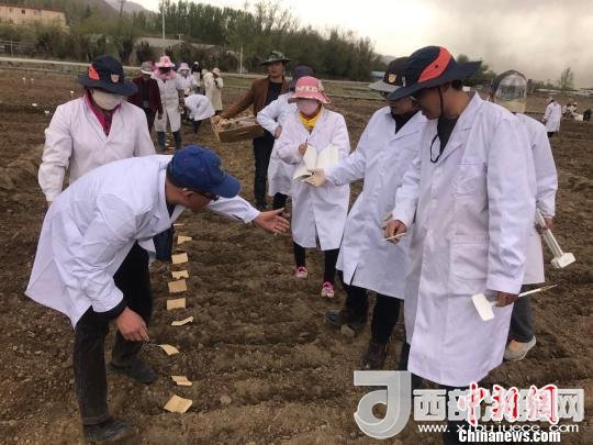 圖為研究員實(shí)地調(diào)研青稞生長土壤?！⊥跤窳?攝