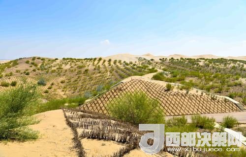 達拉特旗庫布其沙漠染綠。吳勇攝