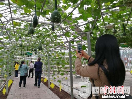 山西省郵政管理局積極推動“一市一品”農(nóng)特產(chǎn)品進城項目。 資料圖 楊杰英 攝