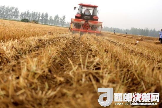 資料圖：收割機進行機械化收割。<a target='_blank'  data-cke-saved- >中新社</a>記者 王中舉 攝