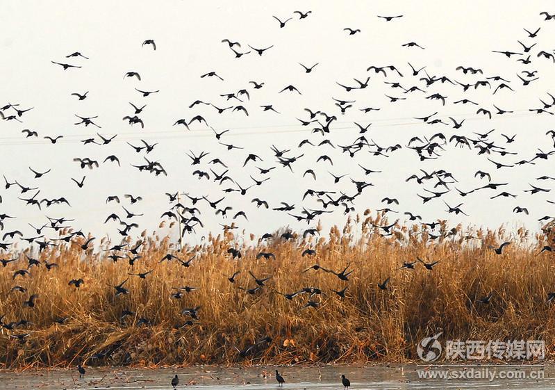 隆冬時(shí)節(jié)百鳥飛【4】