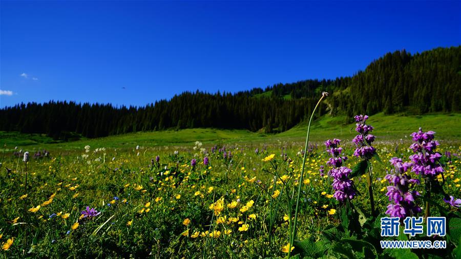 (圖文互動)(6)新疆賽里木湖:水清草綠回歸“高顏值”