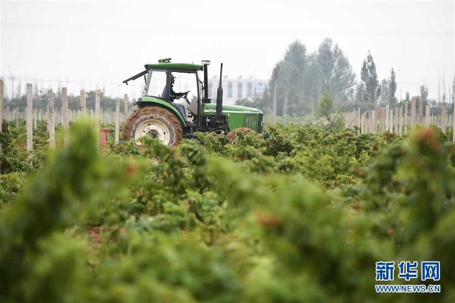 （壯麗70年·奮斗新時代——共和國發(fā)展成就巡禮·圖文互動）（10）生態(tài)美、百姓富——品讀嶄新“寧夏畫卷”
