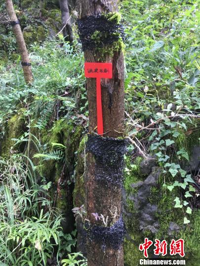 貴州同威生物科技有限公司鐵皮石斛種植。　周嫻 攝