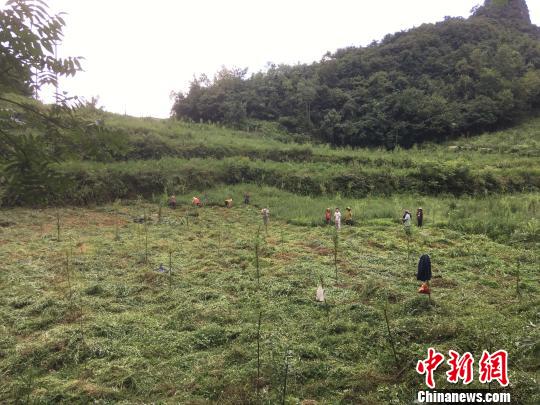 貴州同威生物科技有限公司天麻種植基地?！≈軏?攝