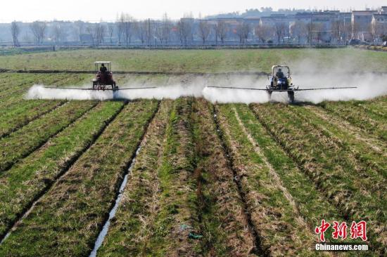 2月20日，南京湖熟街道現(xiàn)代農(nóng)業(yè)示范園區(qū)內(nèi)，工作人員駕駛自走式噴霧機(jī)給小麥噴灑除草劑。泱波 攝