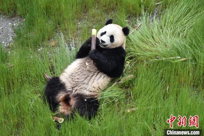 九寨溝熊貓園里的大熊貓?！【耪瘻峡h委宣傳部提供 攝