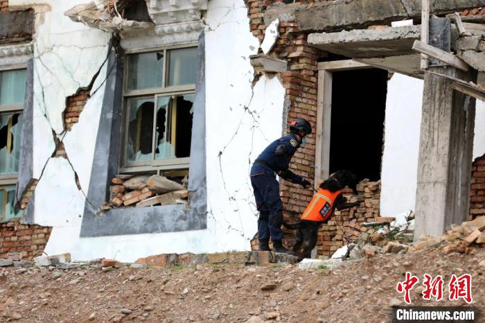 圖為搜救犬進行模擬搜救。青海省應(yīng)急廳