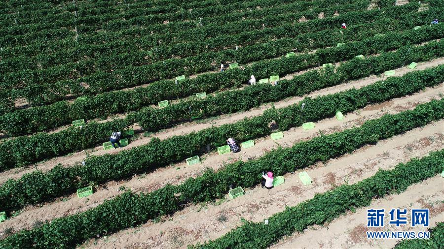(新華全媒頭條·百萬大移民·圖文互動)(8)從大山深處到大河之畔——寧夏持續(xù)移民百萬“拔窮根”啟示