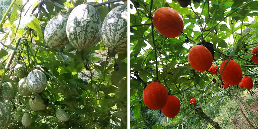 左為處于生長期的吊瓜，右為成熟的吊瓜（圖源西鄉(xiāng)縣宣傳部）