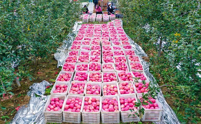 洛川縣永鄉(xiāng)鎮(zhèn)阿寺村果農(nóng)在分揀蘋(píng)果。王警攝
